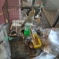 طوطی|پرنده|آستارا, |دیوار