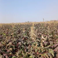 لبو شاهین تپه|فعالیت داوطلبانه|دشتابی, |دیوار