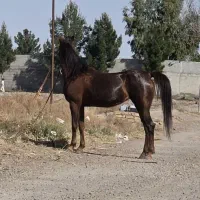 مادیون قهوه ای درجه ۱
