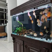 آکواریوم شیشه خم شرکتی