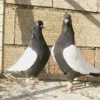 نروماده سینه سرخ وسینه سیاه اس اس|پرنده|مشهد, انقلاب|دیوار