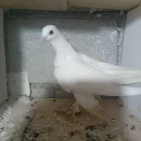 کبوتر پرنده|پرنده|بستان آباد, |دیوار