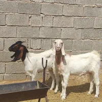 فروش بز آبستن و شیری چندقلوزا گوسفند