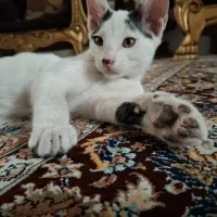 واگذاری بچه گربه نر سه ماهه|گربه|مشهد, عبادی|دیوار