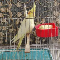 جوجه دانخور2ماهه عروس هلندی شاه تخم سالم و سرحال|پرنده|اسلامآباد غرب, |دیوار