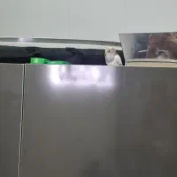 این پرنده محدوده فرهنگسرا سیمرغ پیدا شده