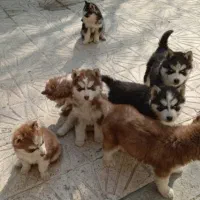 سگ الایسکایی خوشکل