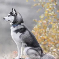 هاسکی اصیل|سگ|بجنورد, |دیوار