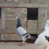پرنده