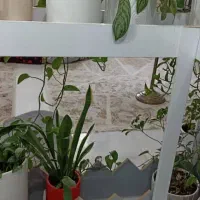 گلخونه ام دی اف