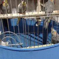 عروس هلندی ۲جفت مولد