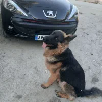 سگ گمشده|سگ|رامهرمز, |دیوار