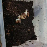 ۵تاحلزون آچاتینا ۶ سانت با باکس +۳تا حلزون رایگان