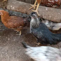 جوجه گلپایگان|حیوانات مزرعه|مه ولات, |دیوار