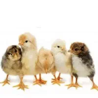 کارگاه جوجه کشی سیرجان جوجه یکروزه نیمچه مرغ خروس