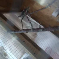 کوتوله و عروس|پرنده|ساوه, |دیوار