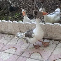 ۲ تا قوغاز ۱ غاز محلی مناسب قربانی