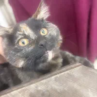 واگذاری گربه ۲ ماهه