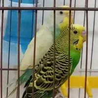 یک جفت مرغ عشق زیبا