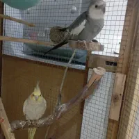 عروس هلندی مولد