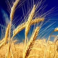 جالاله ۷هکتار برای گندم روستای عطیبه