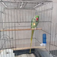 شاه طوطی دستی دستی|پرنده|قم, ولیعصر|دیوار