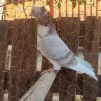 قزوینی ماده و۱جفت پرشی|پرنده|کبودرآهنگ, |دیوار