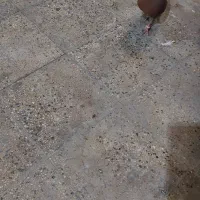 حیوون رنگی|پرنده|رباط‌کریم, وهن آباد|دیوار