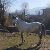 اسب باری سواری|اسب و تجهیزات اسب‌سواری|نور, |دیوار