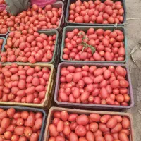 گوجه فله بازاری