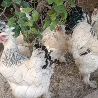مرغ خروس برهما