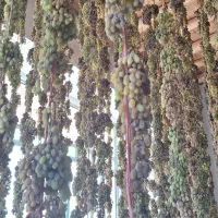 کشمش سایه خشک|خوردنی و آشامیدنی|ملایر, |دیوار