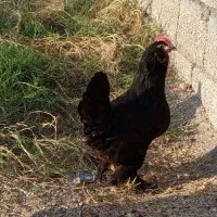 مرغ سیاه|حیوانات مزرعه|اندیمشک, |دیوار