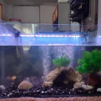 اکواریم با ماهی