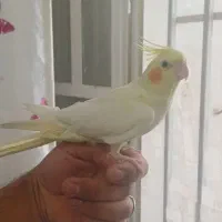 لوتیتو ماده