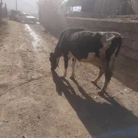 گاو با گوساله بزرگ ماده سیمتال