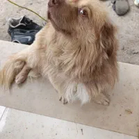 سگ میکس اشپیز خیلی حواس جمع و نگهبان