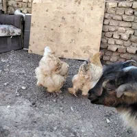 مرغو خروس برهما اصیل|حیوانات مزرعه|رباط‌کریم, رباط‌کریم|دیوار