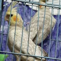 طوطی هلندی گل باقالی