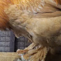 خروس برهما|حیوانات مزرعه|اقبالیه, |دیوار