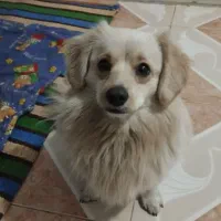 واگذاری سگ پاکوتاه