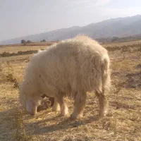 بره قوچ بختیاری اصل|حیوانات مزرعه|ایوان, |دیوار