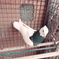 کبوتر|پرنده|کهنوج, |دیوار