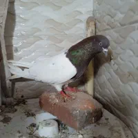 کبوتر نرسفید|پرنده|آذرشهر, |دیوار