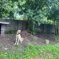 سگ سرابی