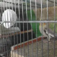 جوجه عروس هلندی|پرنده|بناب, |دیوار