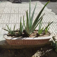 گل وگیاه|گل و گیاه طبیعی|اصفهان, قائمیه|دیوار