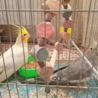 دوعددطوطیعروس|پرنده|رشت, شهرک صبا|دیوار