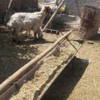 میش افشاری