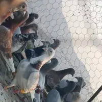 ۴۰ عدد پیازی غوره ای گوره ای خطی|پرنده|برازجان, |دیوار